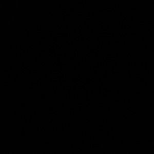 Official Breds Jordan 11’s